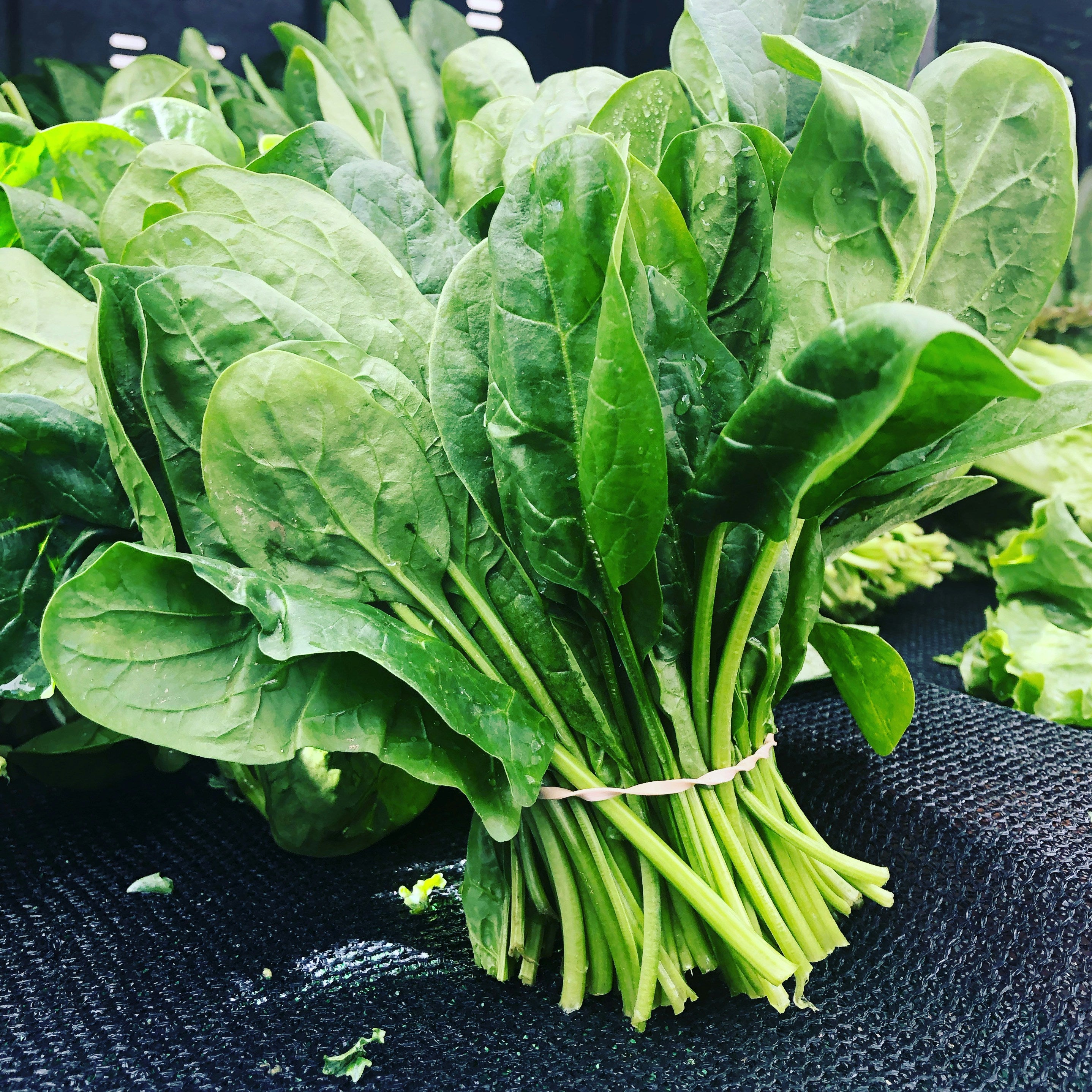 Spinach-bloomsdale