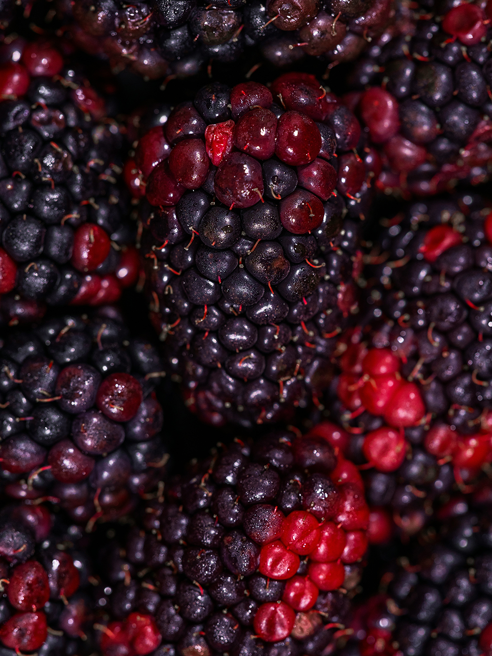 Mulberry