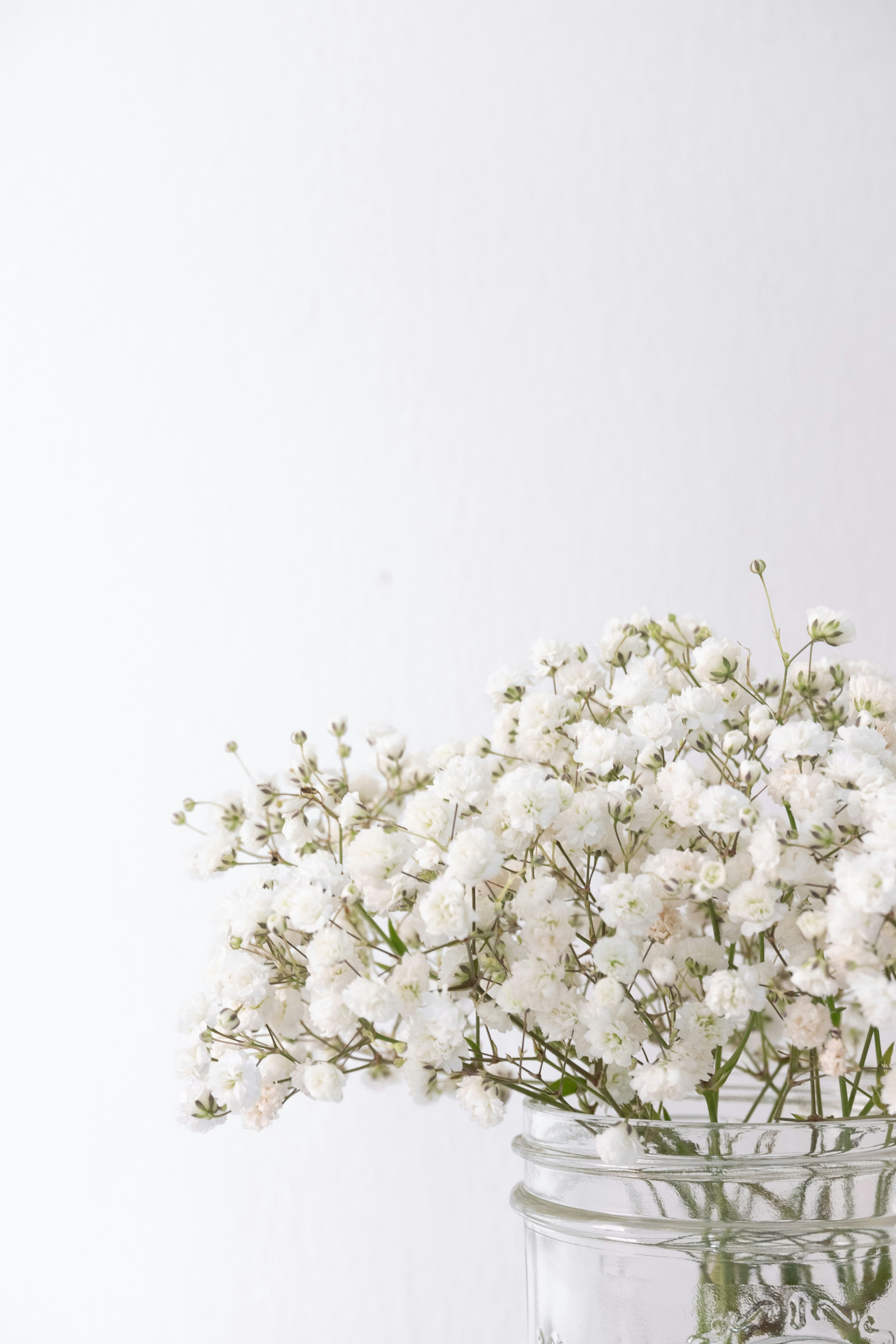 Baby breath-annual