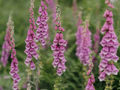 Foxglove- mixed colors