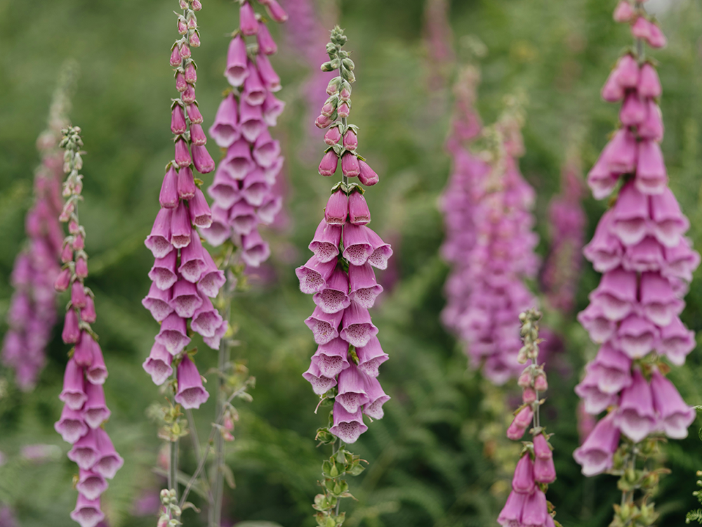 Foxglove- mixed colors