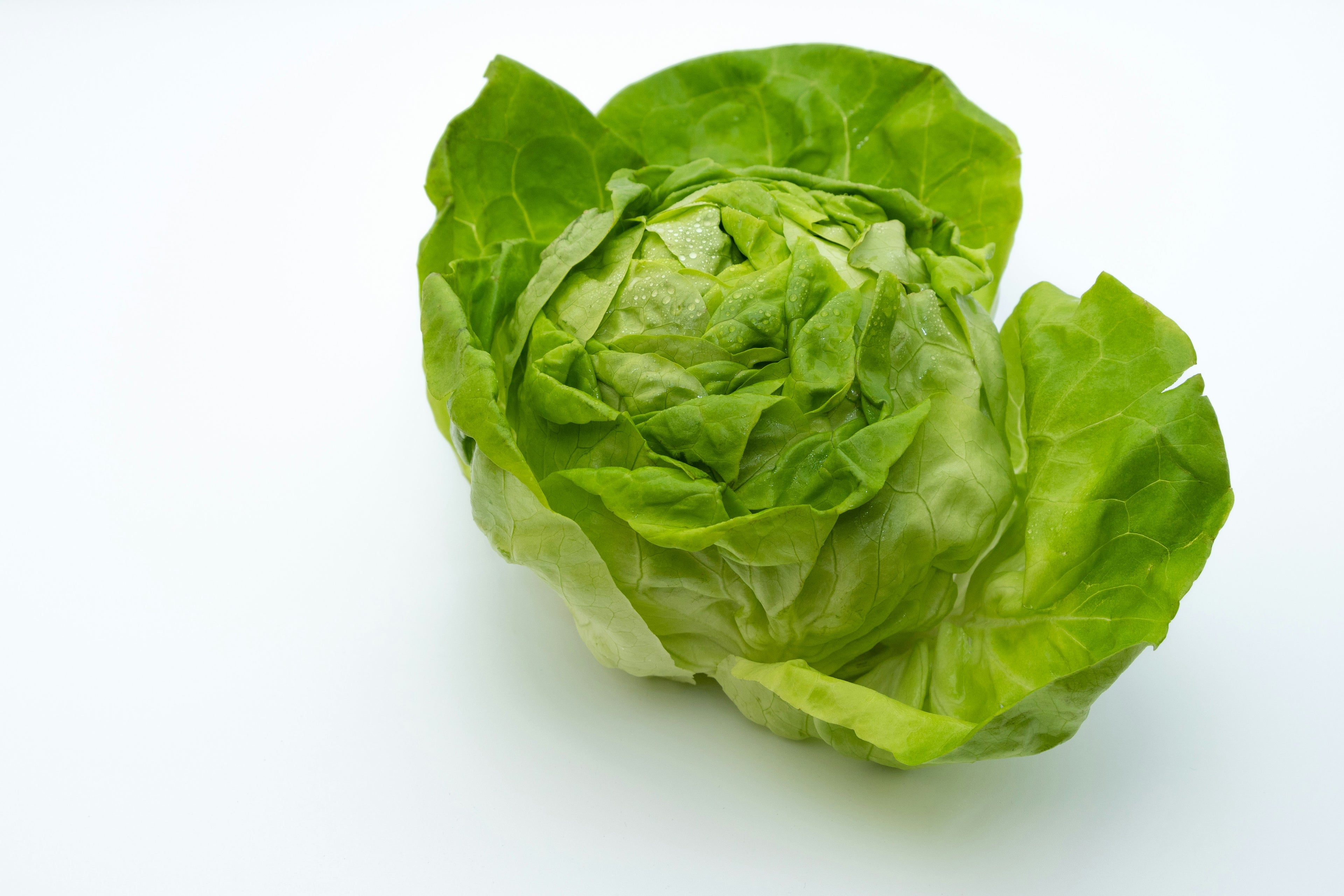 Lettuce - various types