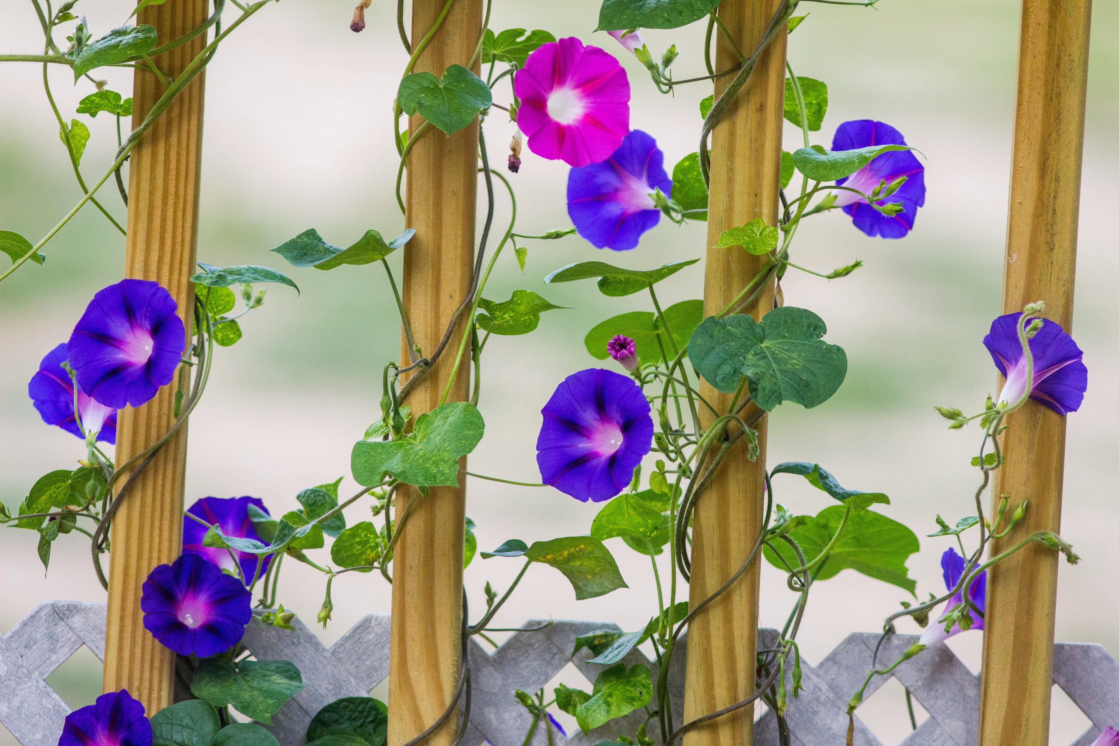 Morning glory