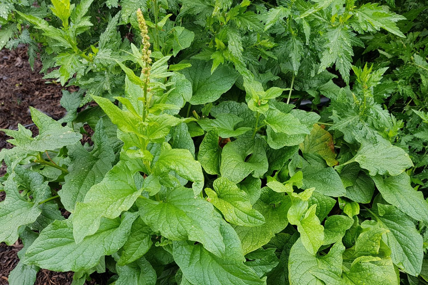 Good king henry