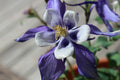 Columbine- blue