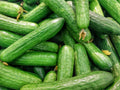 Cucumber boston pickling