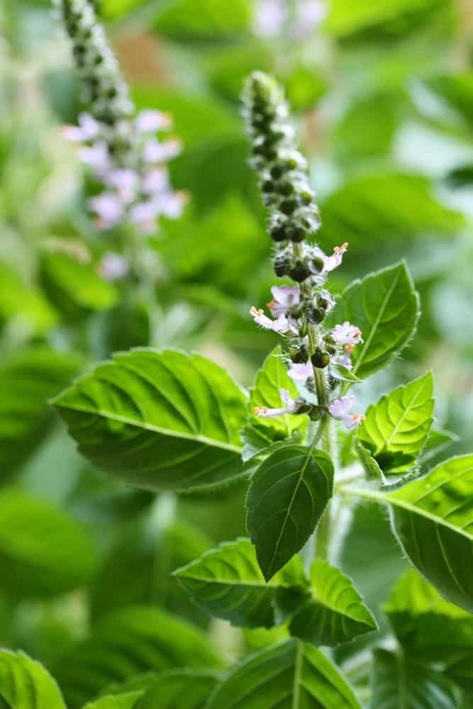Holy basil