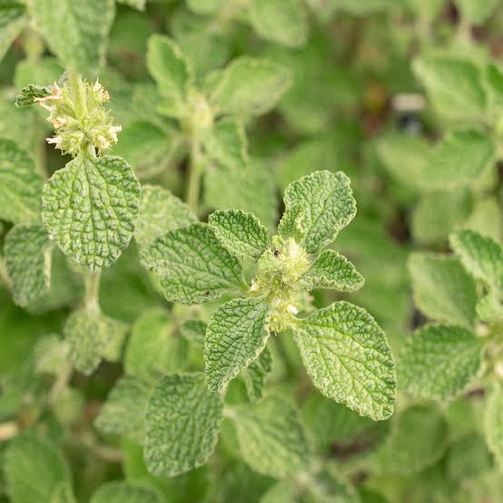 Horehound - marrubium vulgare