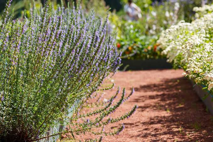 Hyssop
