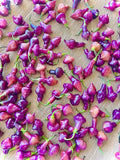 Pepper-cheiro roxa