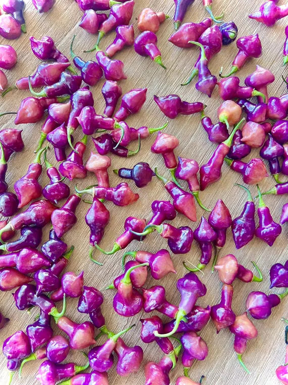 Pepper-cheiro roxa