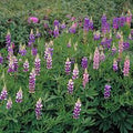 Lupine pixie delight dwarf