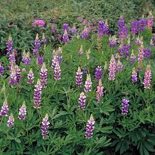 Lupine pixie delight dwarf