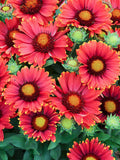Gaillardia-arizona red shades