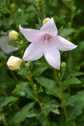 Balloon flower-fuji pink