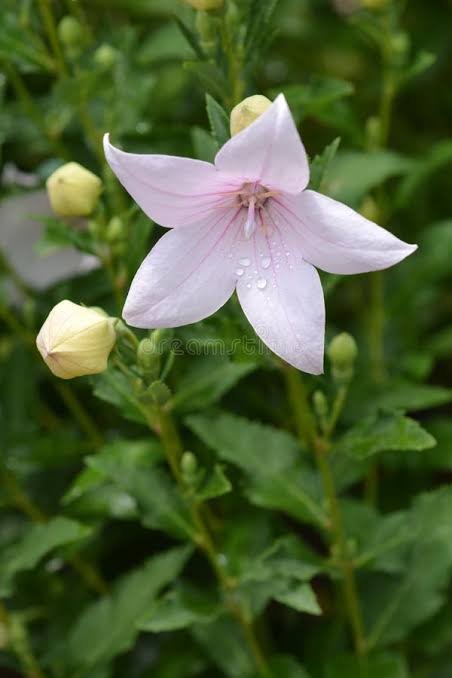 Balloon flower-fuji white