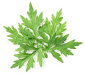 Mugwort