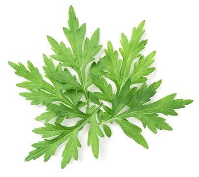 Mugwort