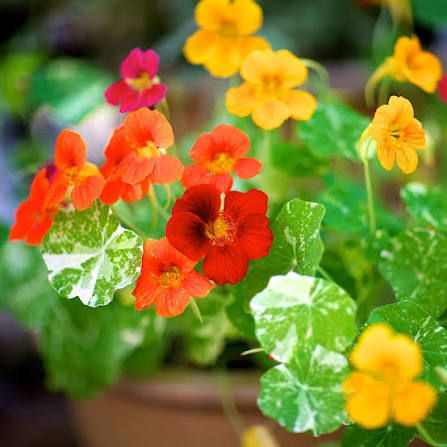 Nasturtium dwarf jewel