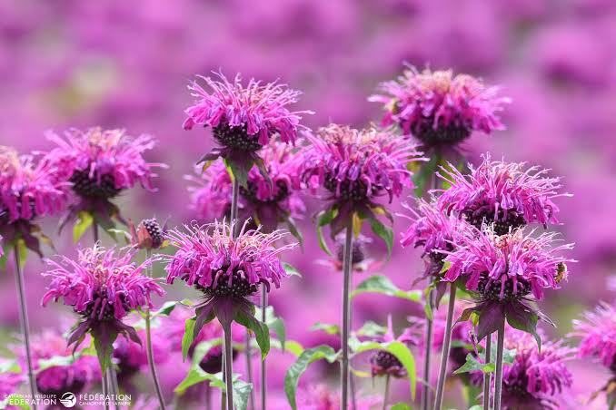 Wild bergamot