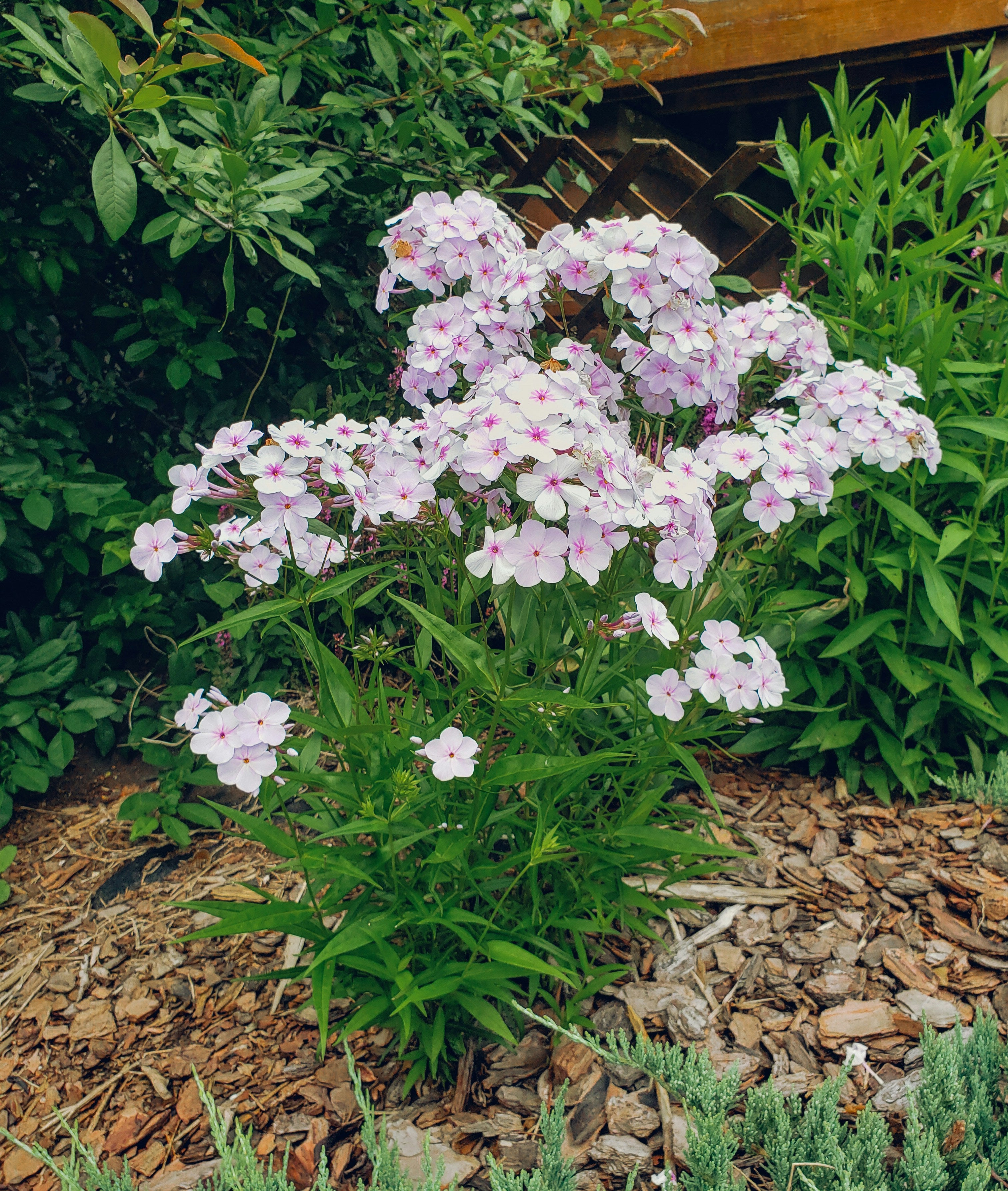 Phlox-pastel shades mix