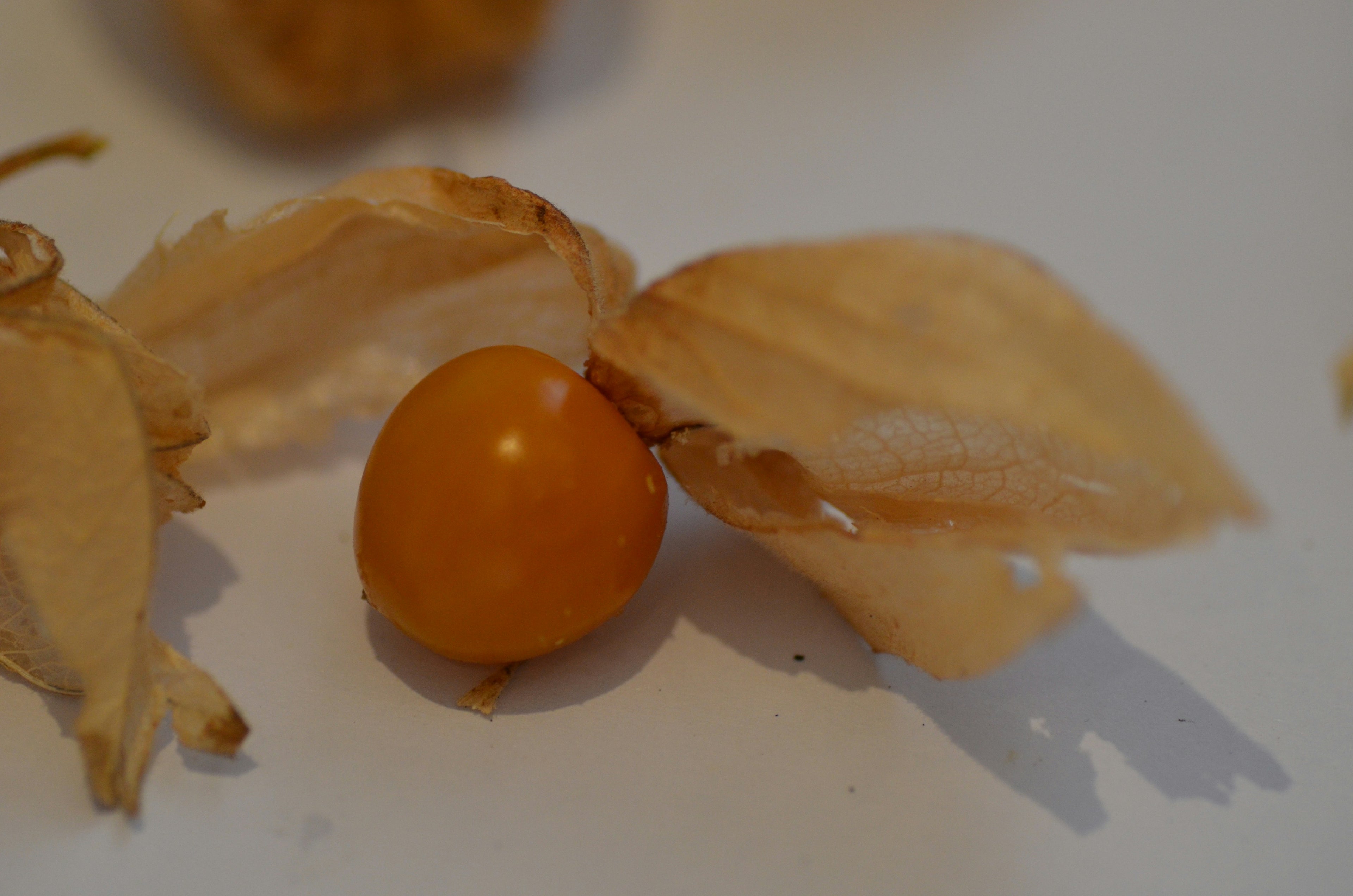 Ground cherries