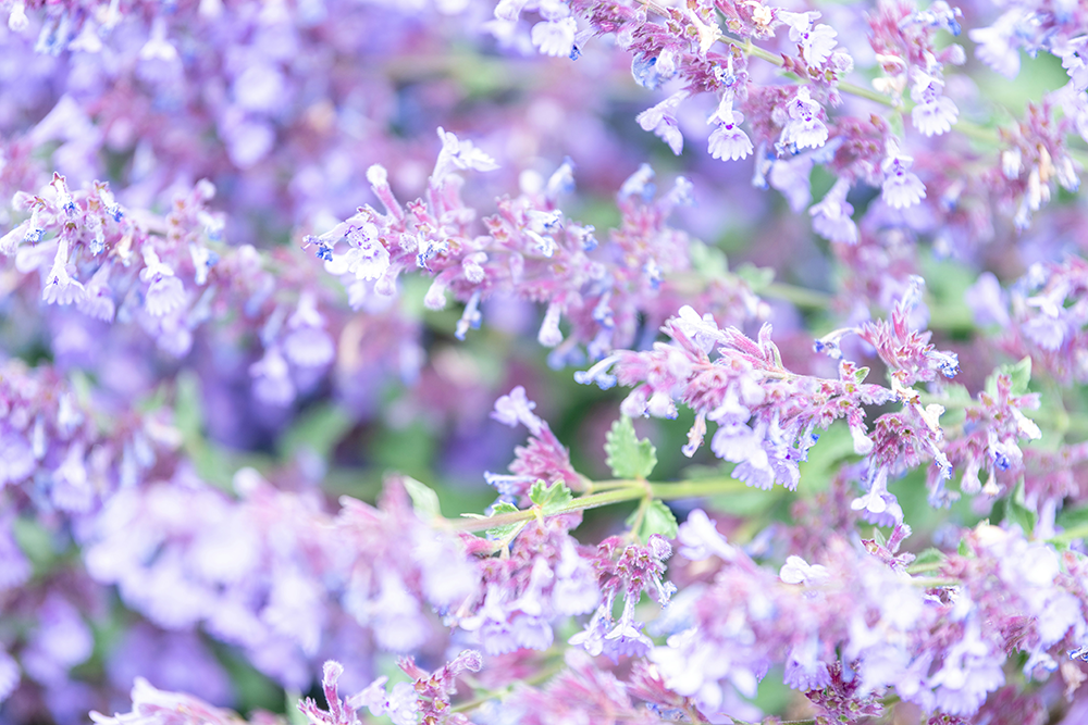 Catmint - pink panther