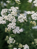 Yarrow - Colorado mix