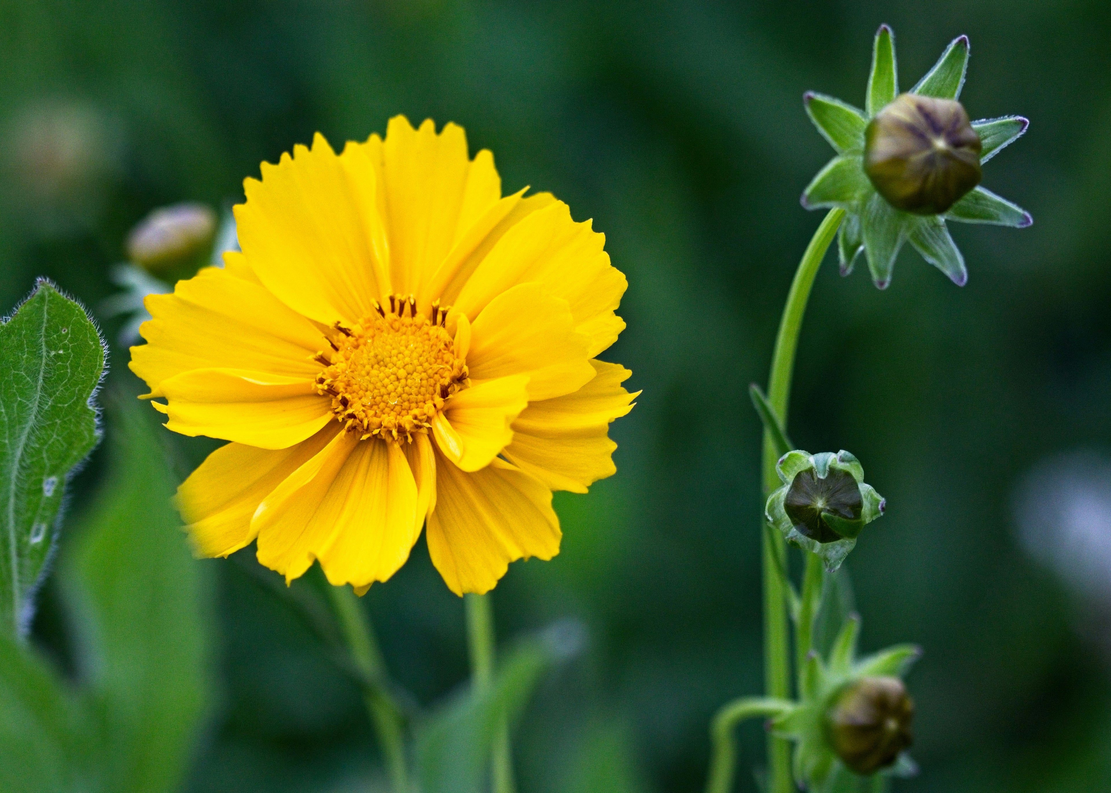 Coreopsis