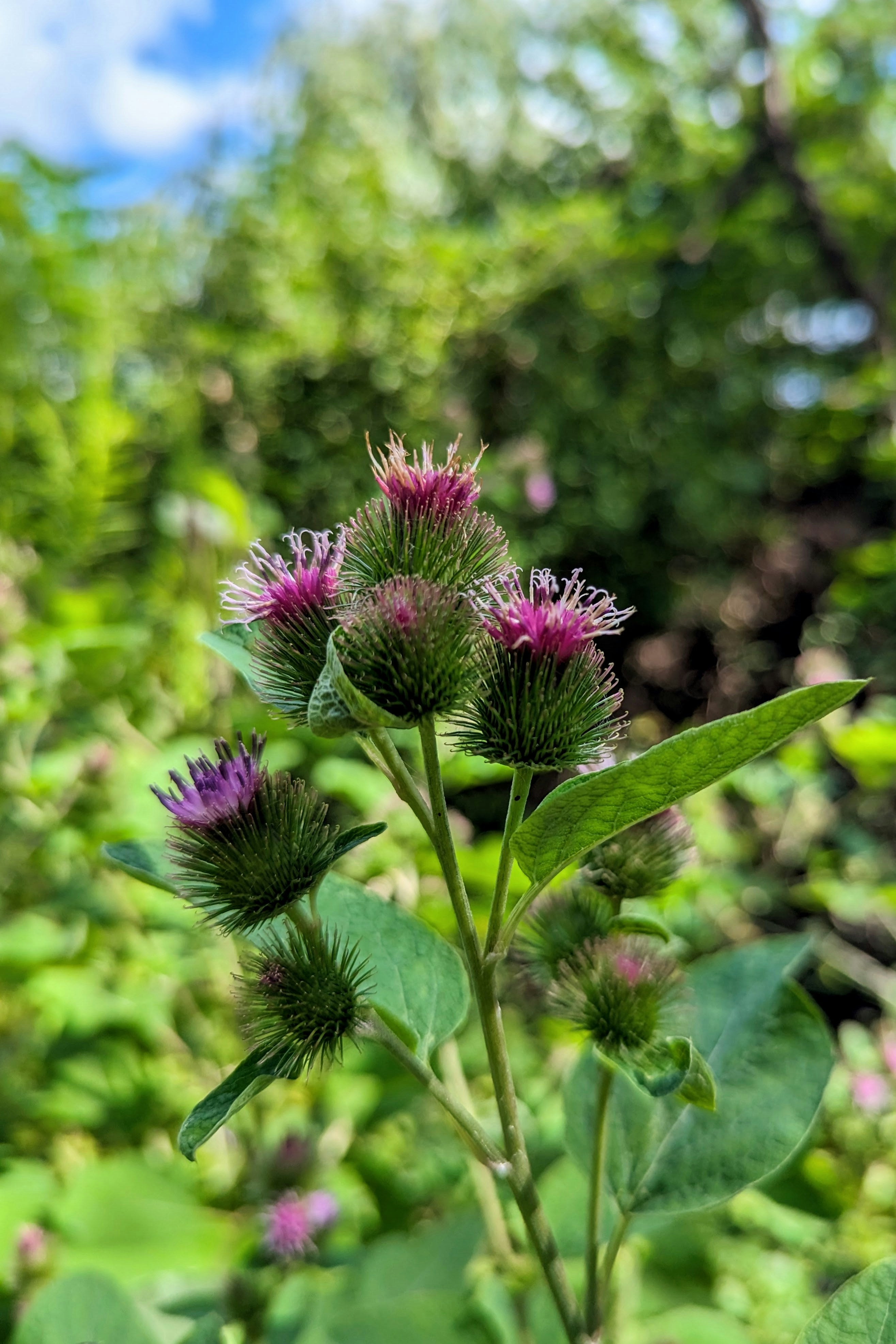 Burdock