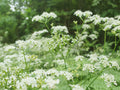Chervil