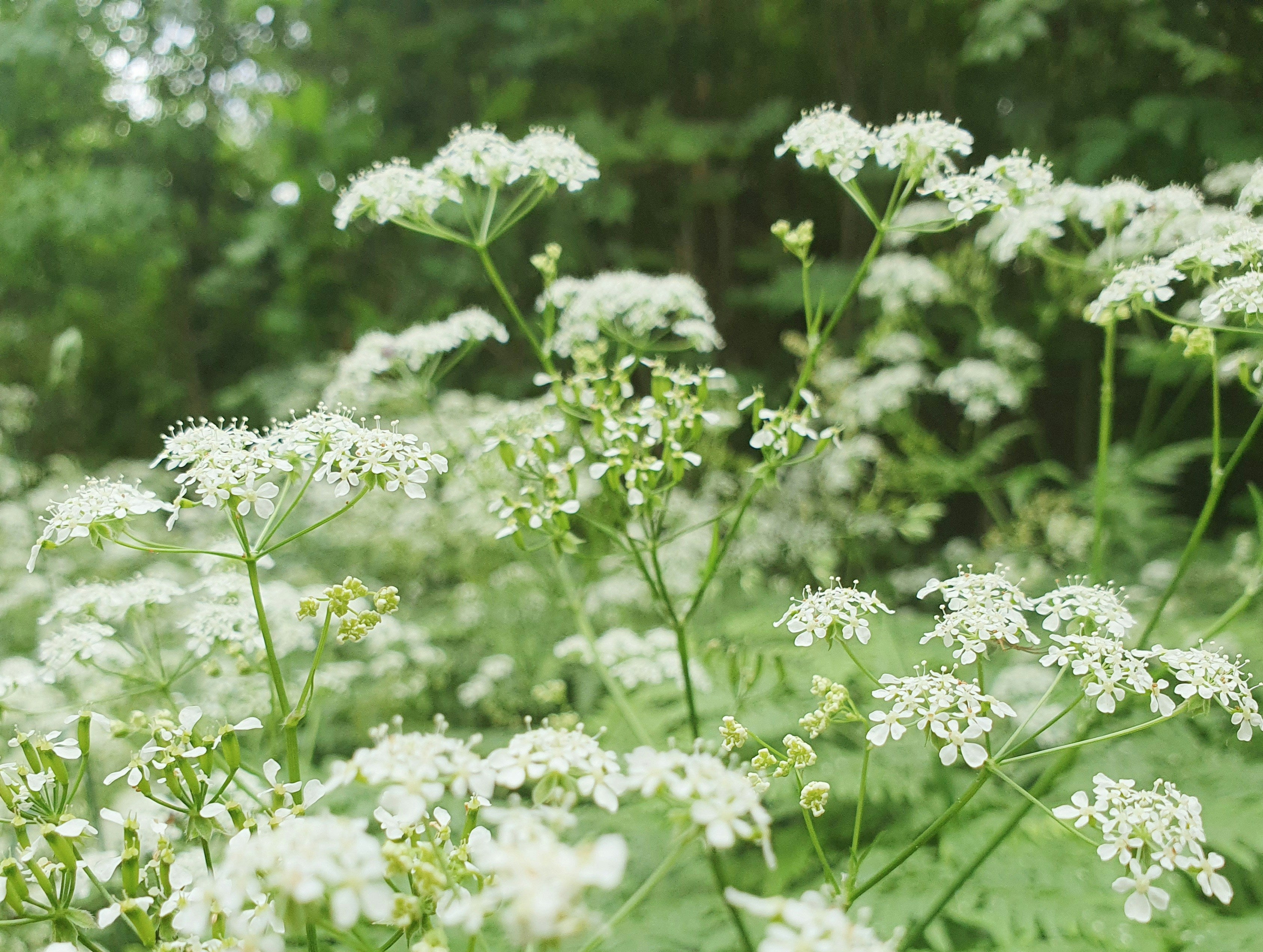 Chervil