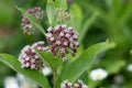 Milkweed - butterfly weed