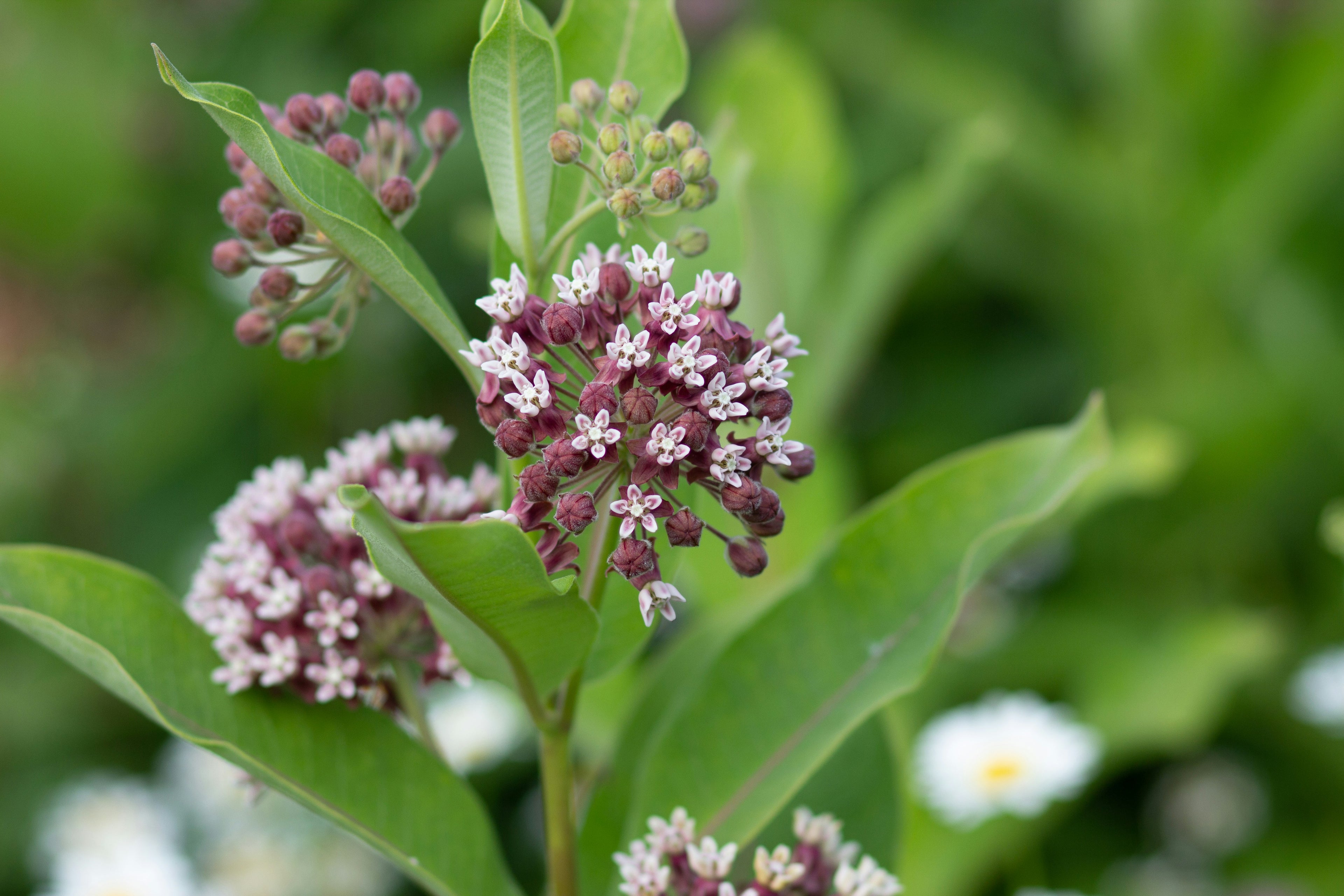 Milkweed - butterfly weed