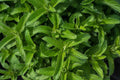 Lemon mint