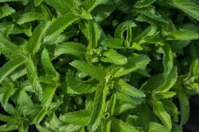Lemon mint