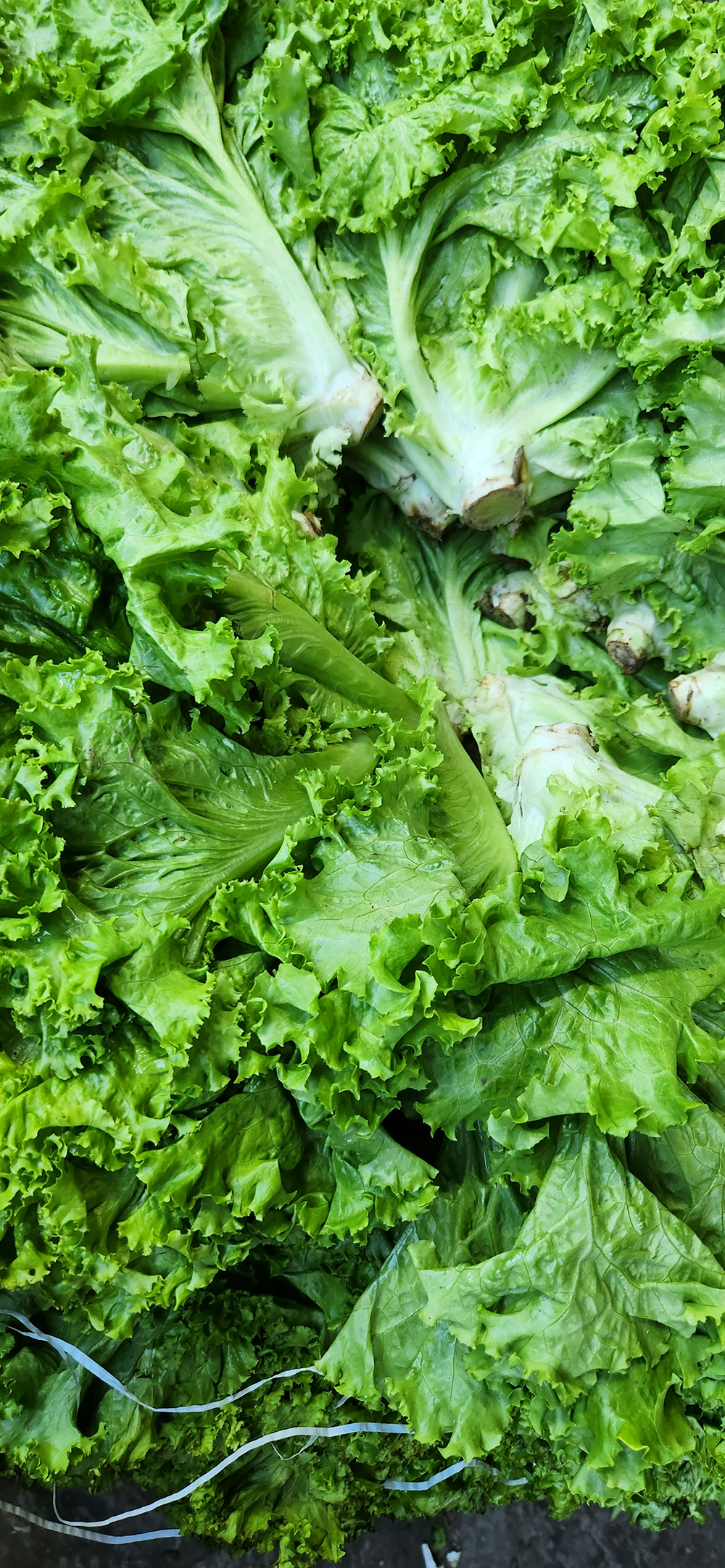 Lettuce