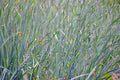 Little bluestem