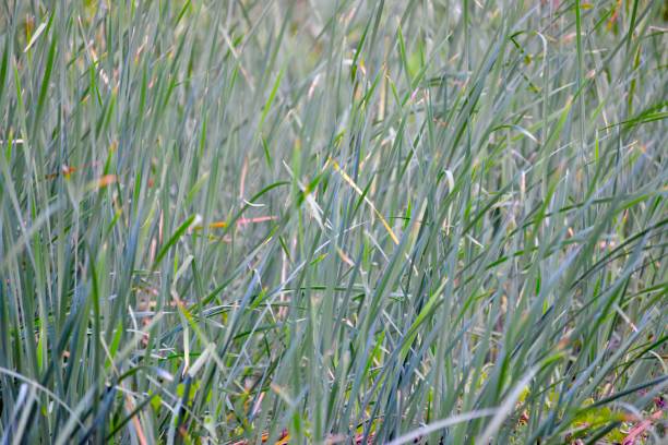 Little bluestem