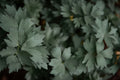 Lovage