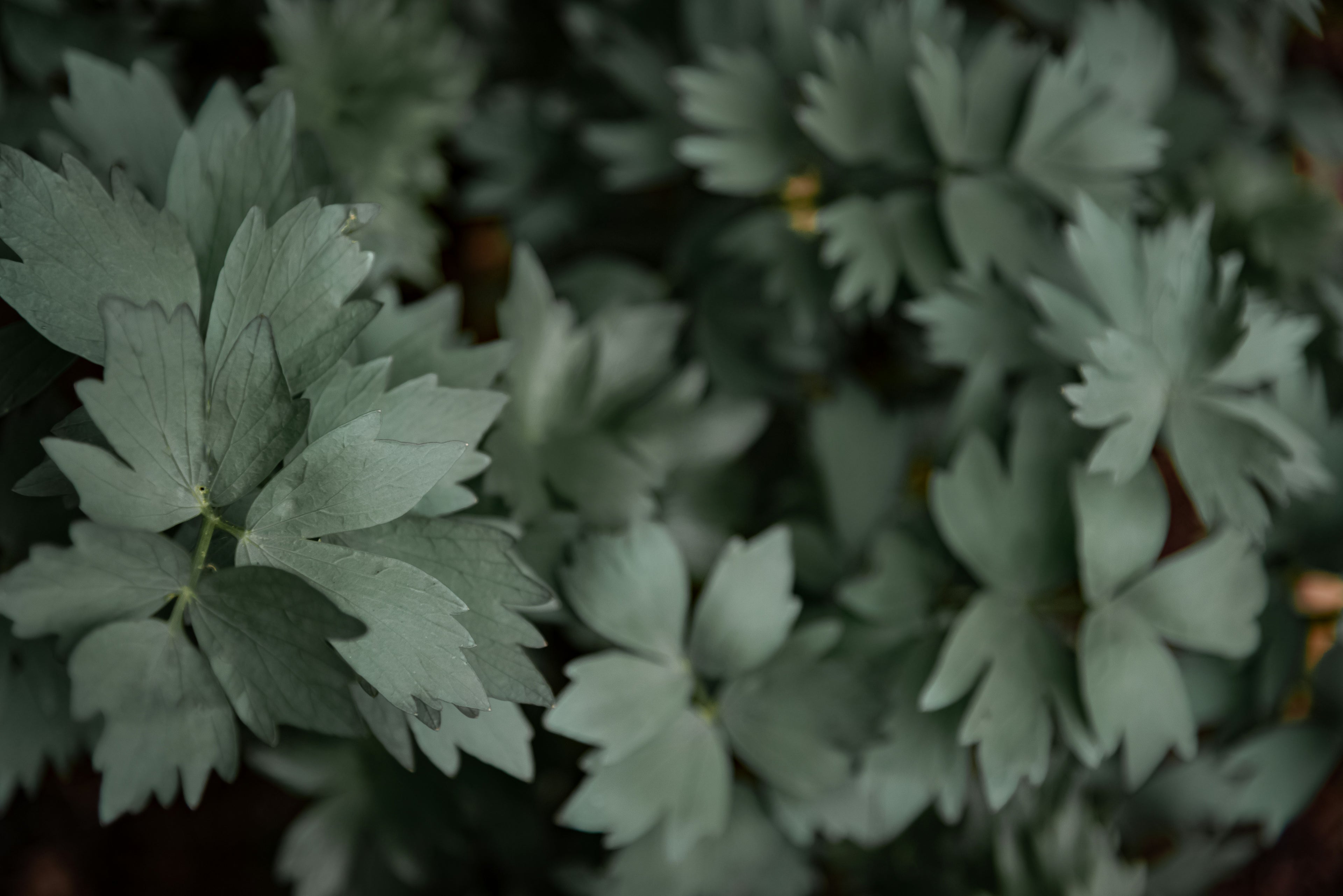 Lovage
