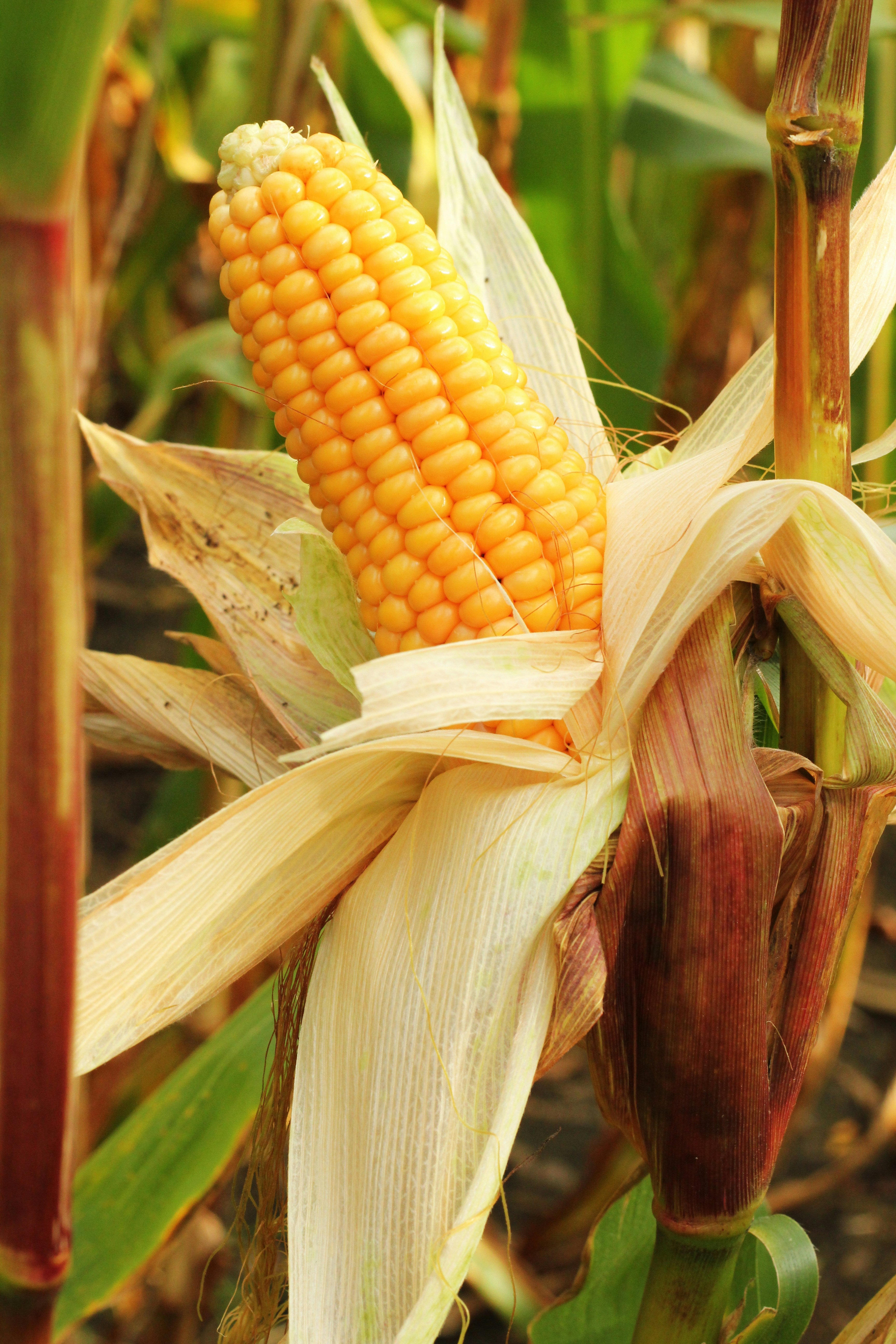 Sweet corn