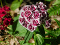 Dianthus-black adder