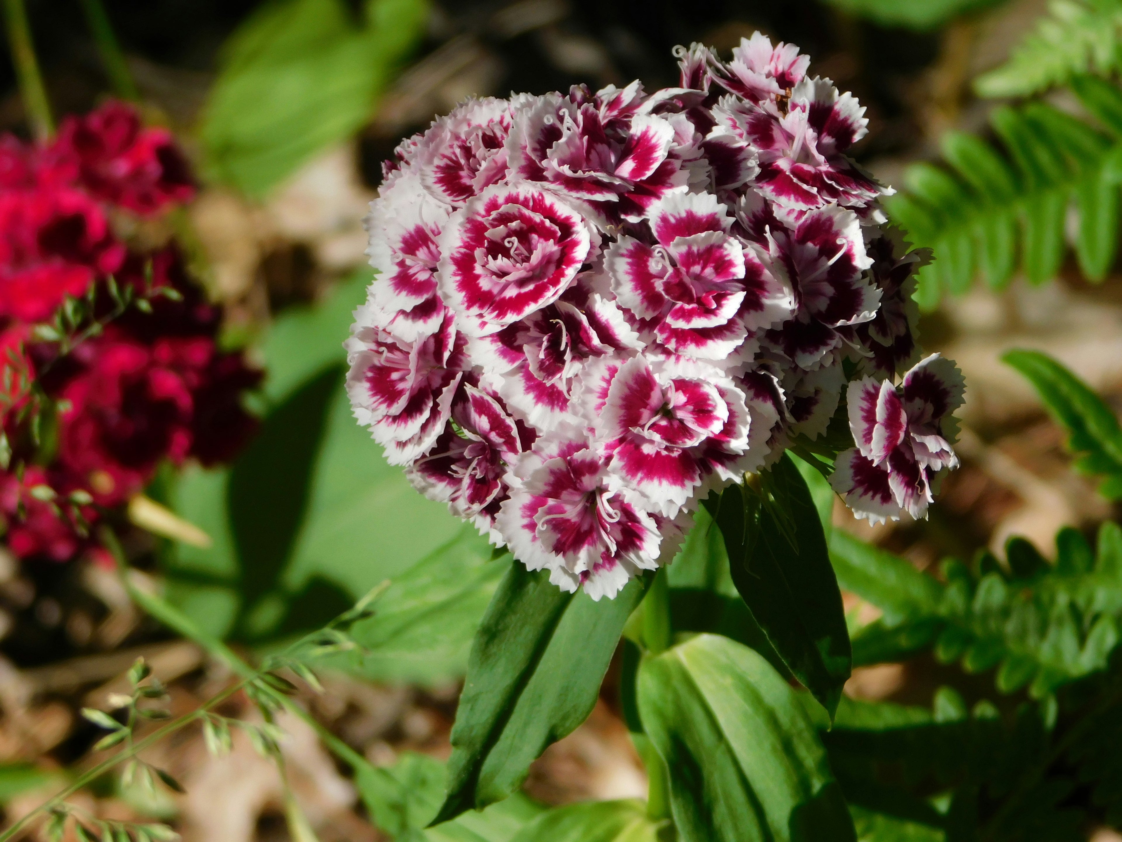Dianthus-black adder