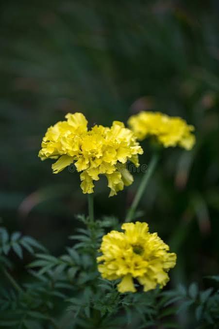 Crackerjack marigold
