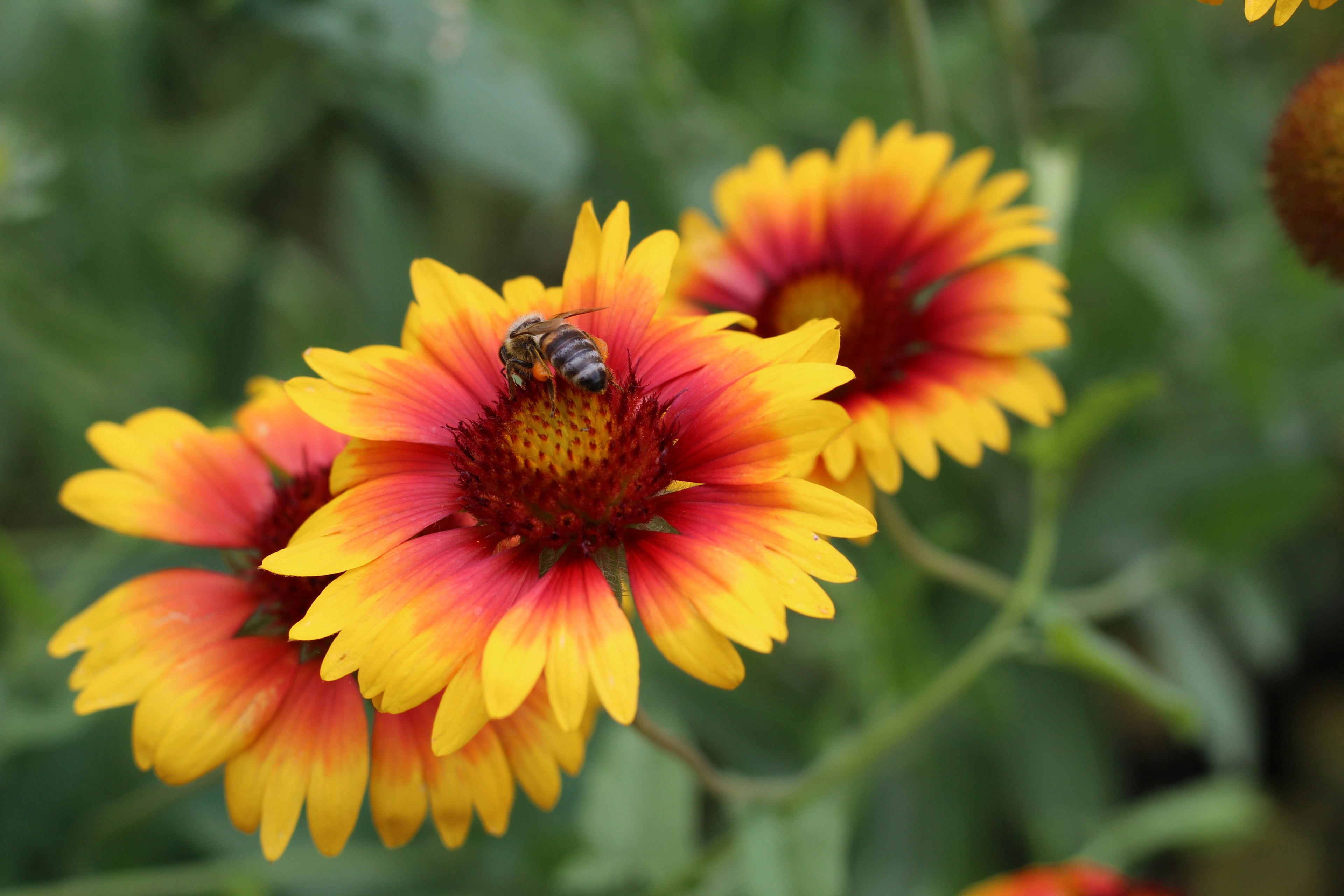Blanketflower
