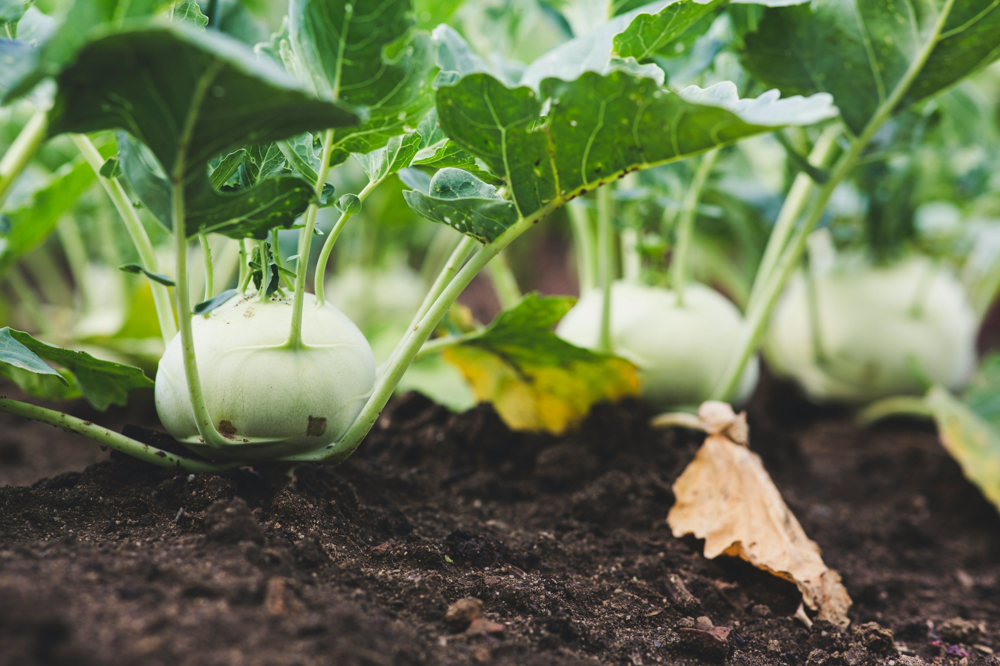 Kohlrabi - white