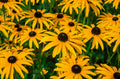 Black eyed Susans