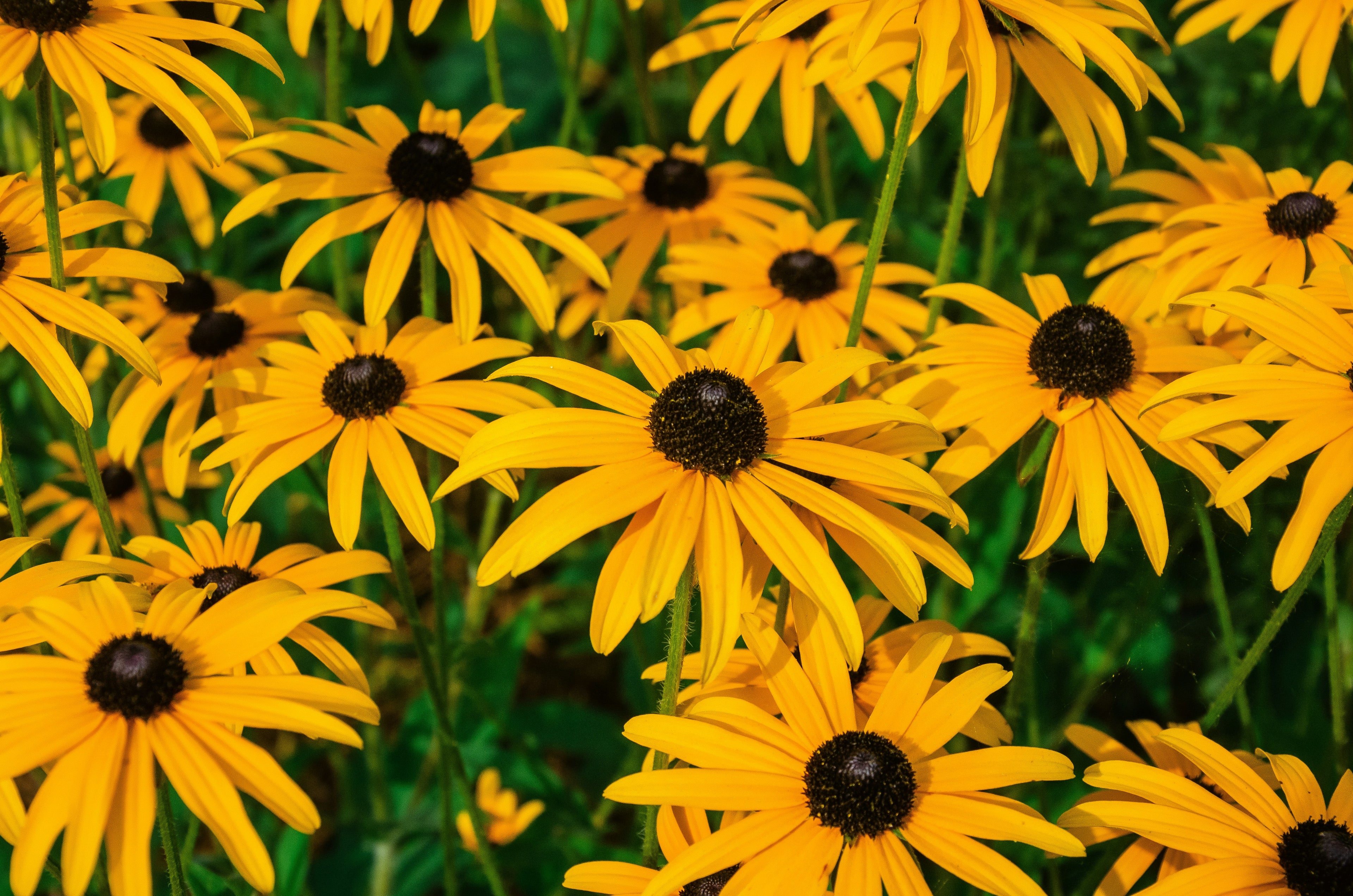 Black eyed Susans