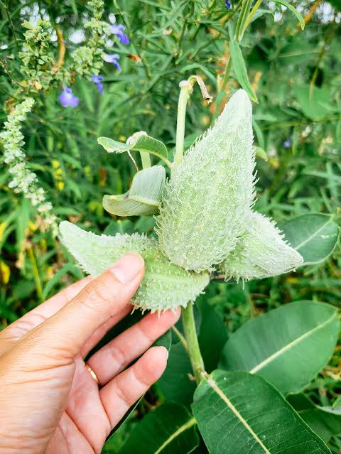 Milkweed